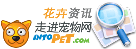 IntoPet������Ѷ����